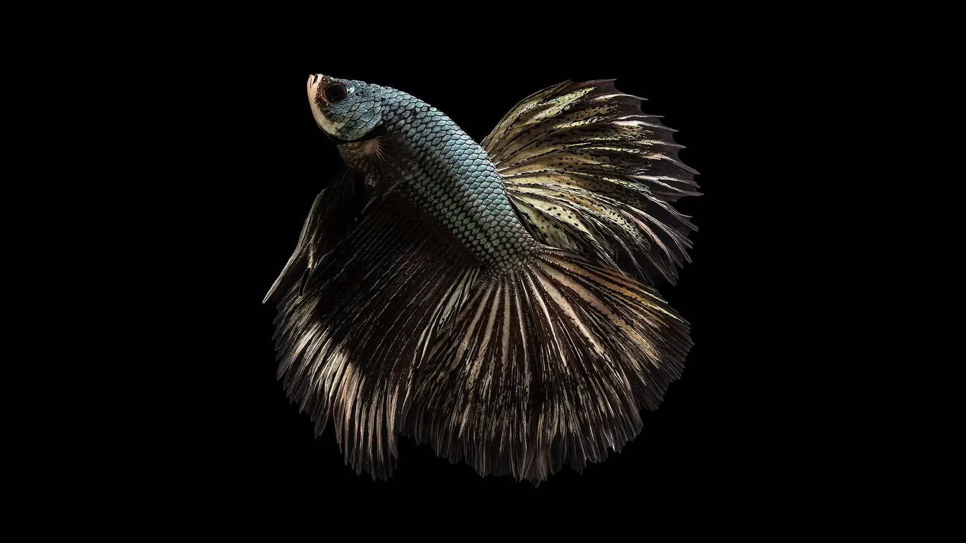 Betta com nadadeiras abertas contra fundo preto